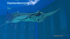Sony Aquarium VR 黒潮の海.jpg